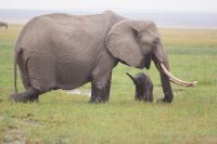 332  Elefanten im Amboseli NP