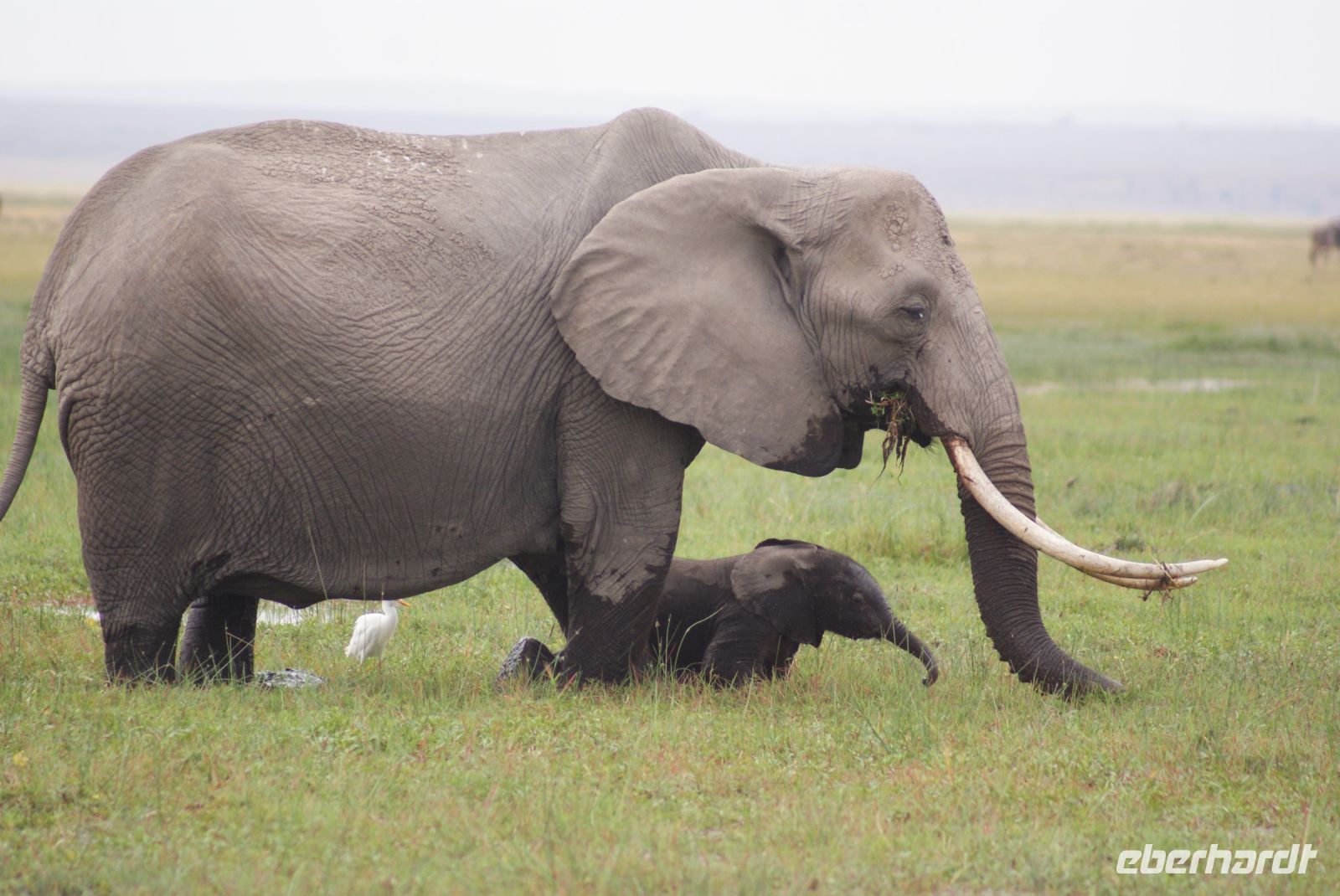 333  Elefanten im Amboseli NP