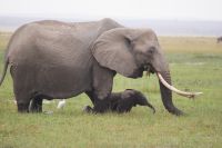 333  Elefanten im Amboseli NP