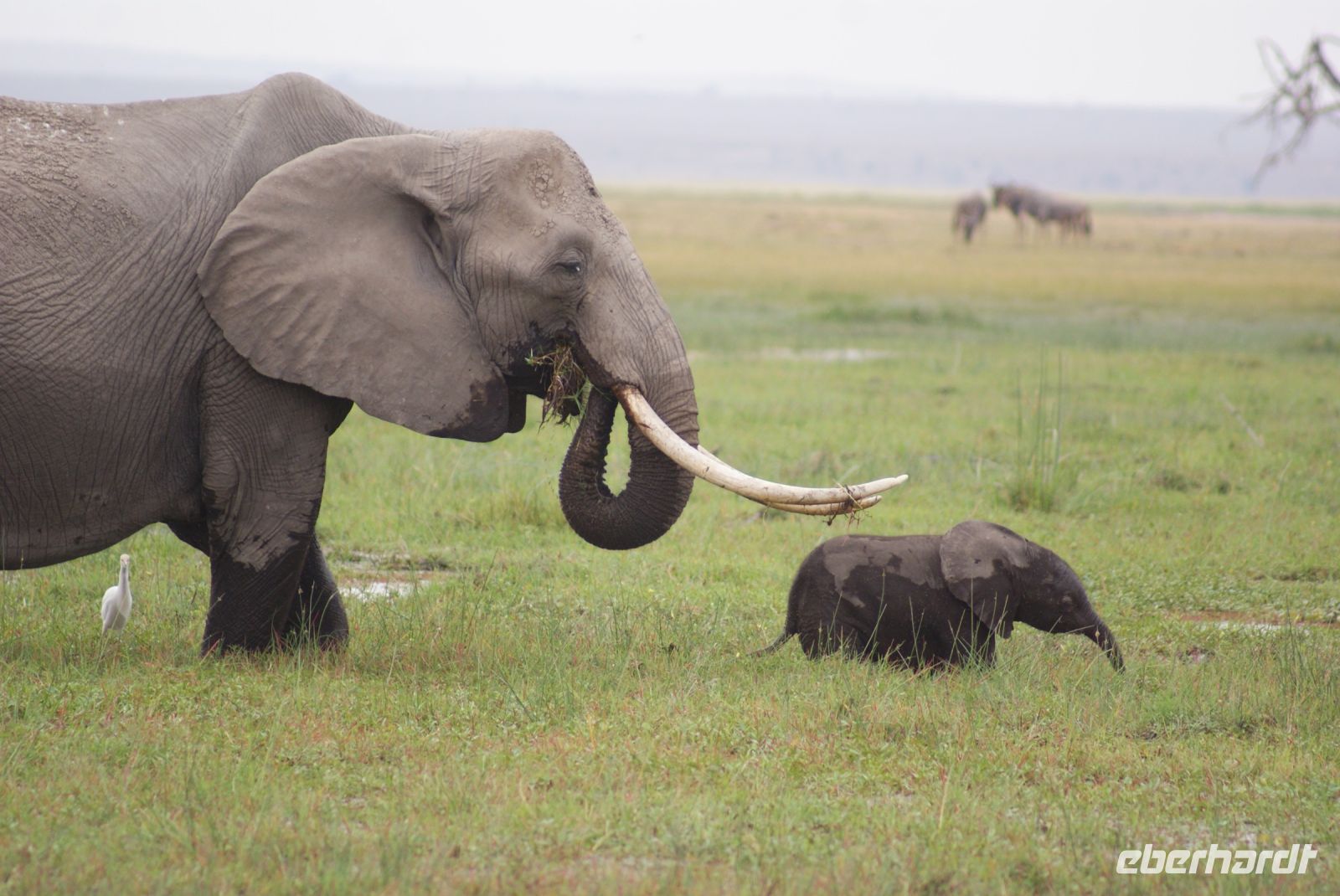 334  Elefanten im Amboseli NP