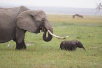 334  Elefanten im Amboseli NP