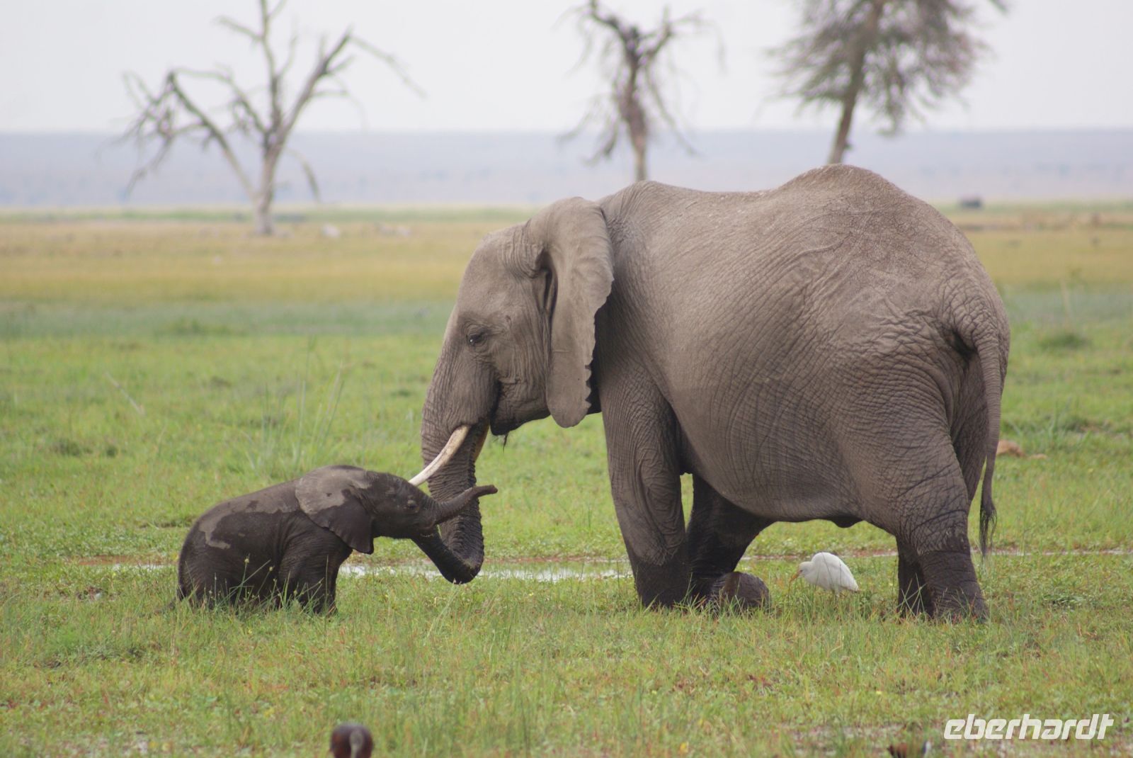 335  Elefanten im Amboseli NP