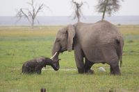 335  Elefanten im Amboseli NP