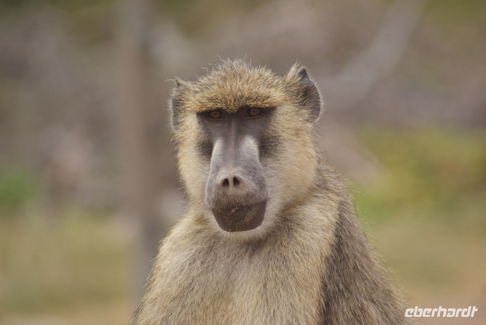 336 Pavian im Amboseli NP