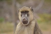336 Pavian im Amboseli NP