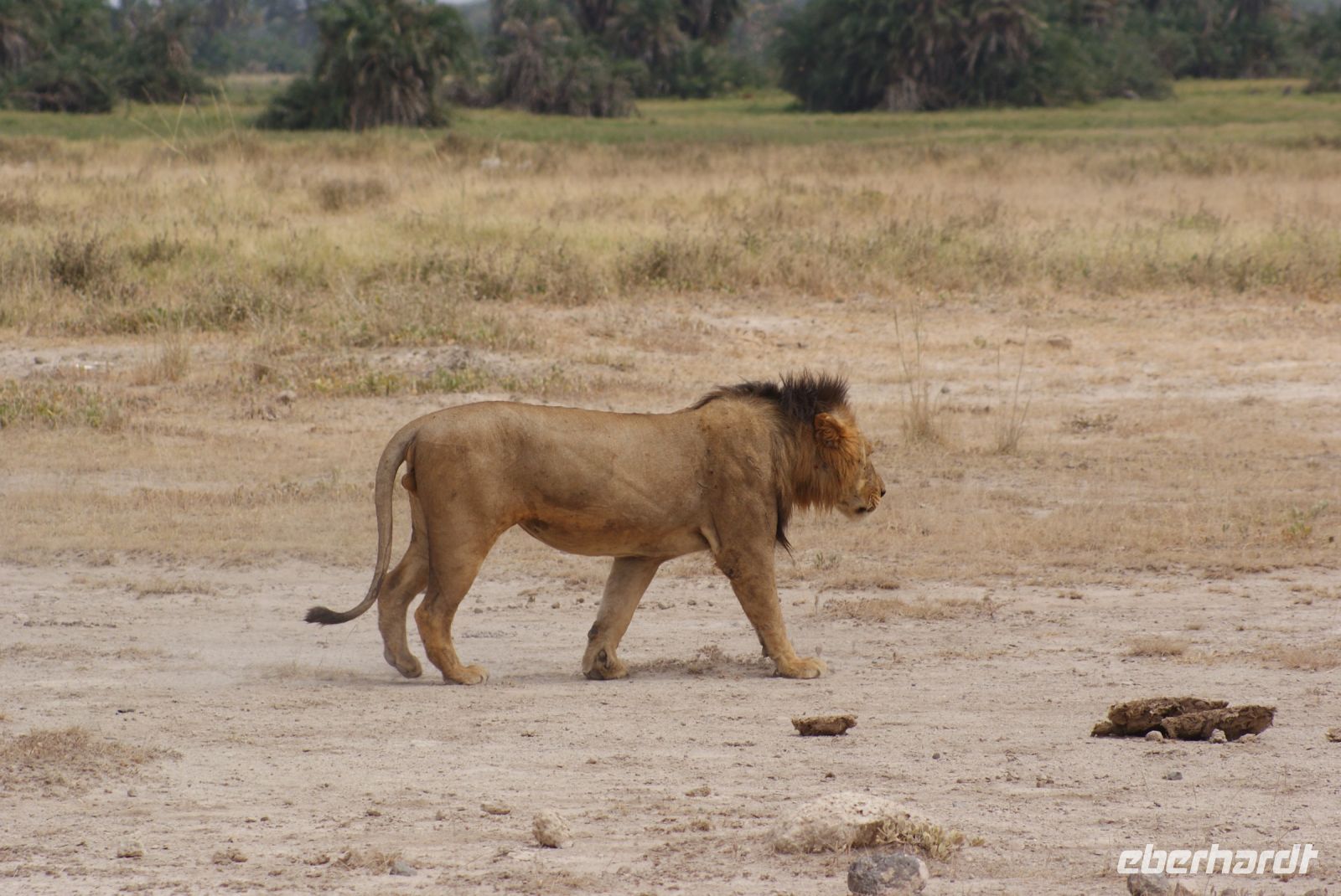 338 Löwe im Amboseli NP