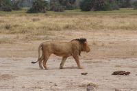 338 Löwe im Amboseli NP