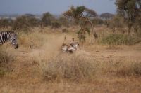 340 Zebra beim Staubbad