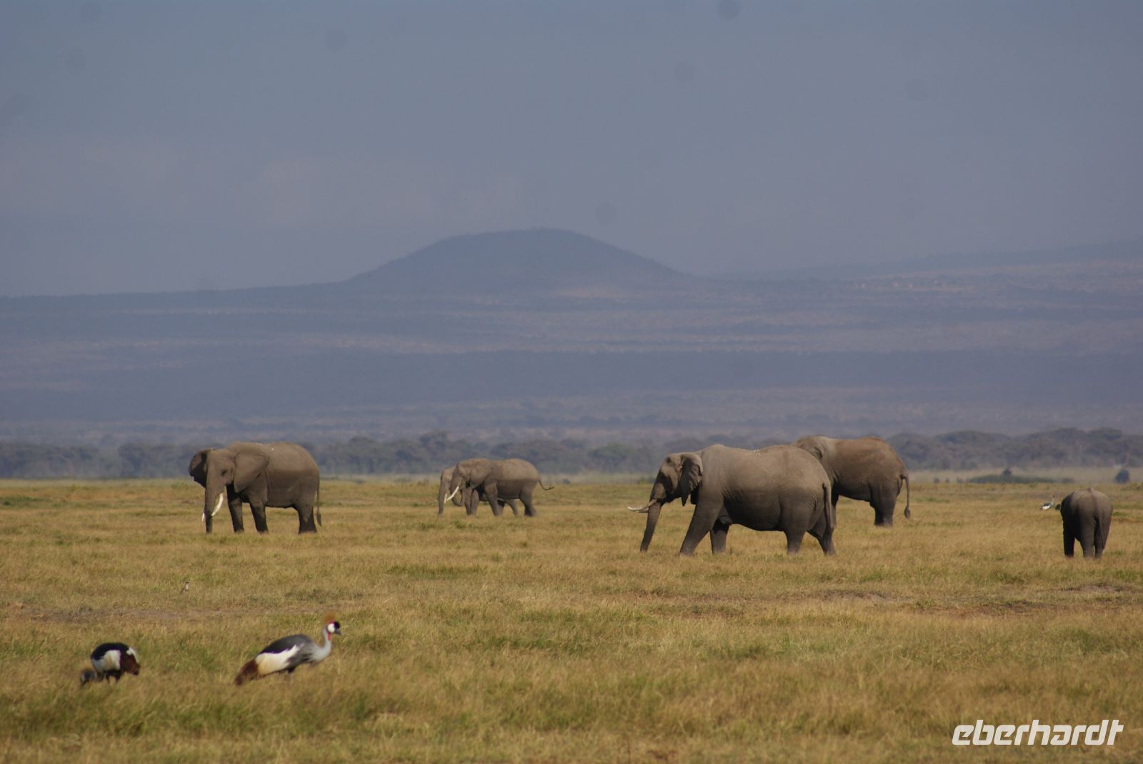 345 Elefanten vor dem Kilimandscharo