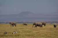 345 Elefanten vor dem Kilimandscharo