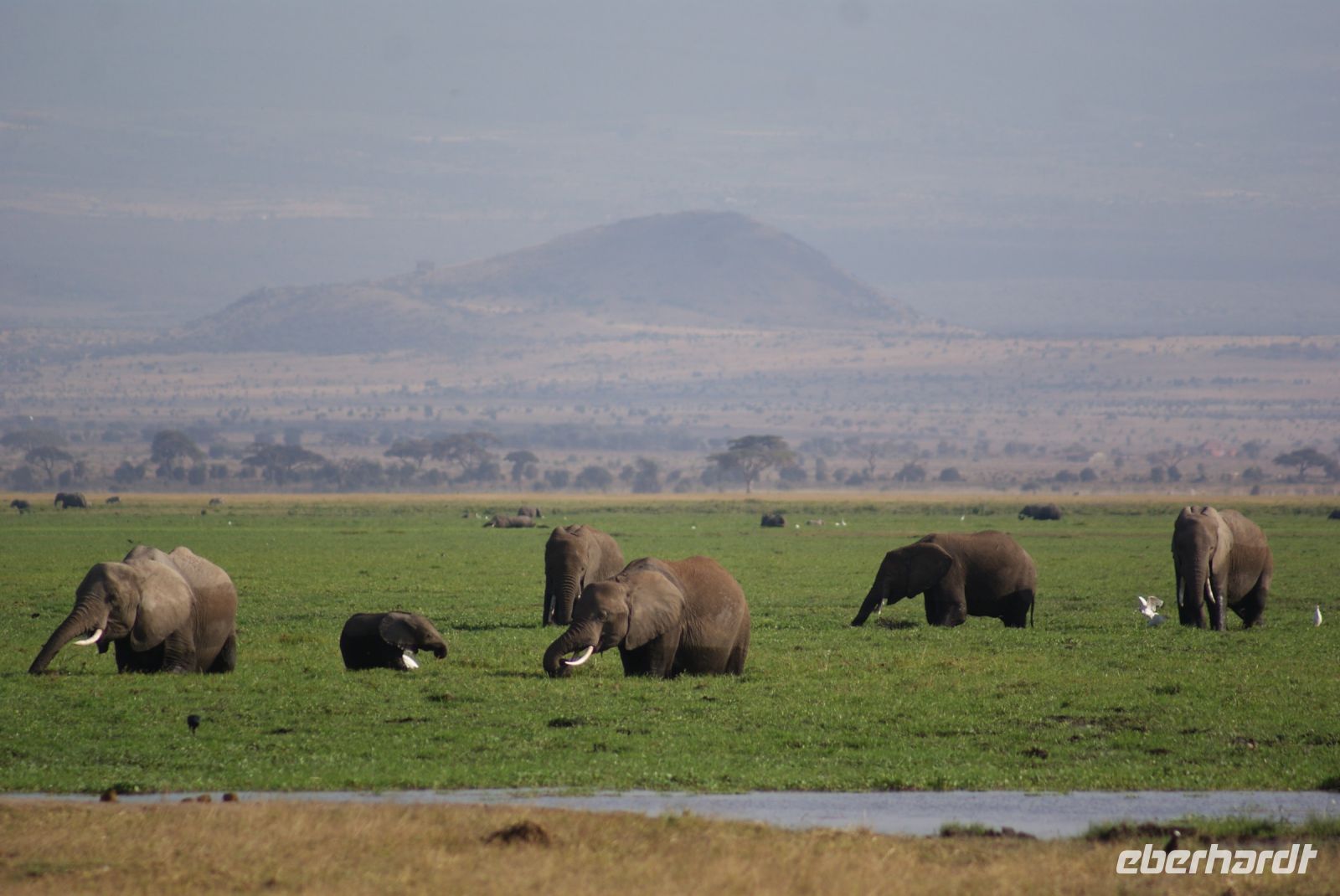 346 Elefanten vor dem Kilimandscharo