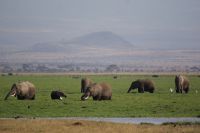 346 Elefanten vor dem Kilimandscharo