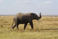 347 es riecht nach Mensch