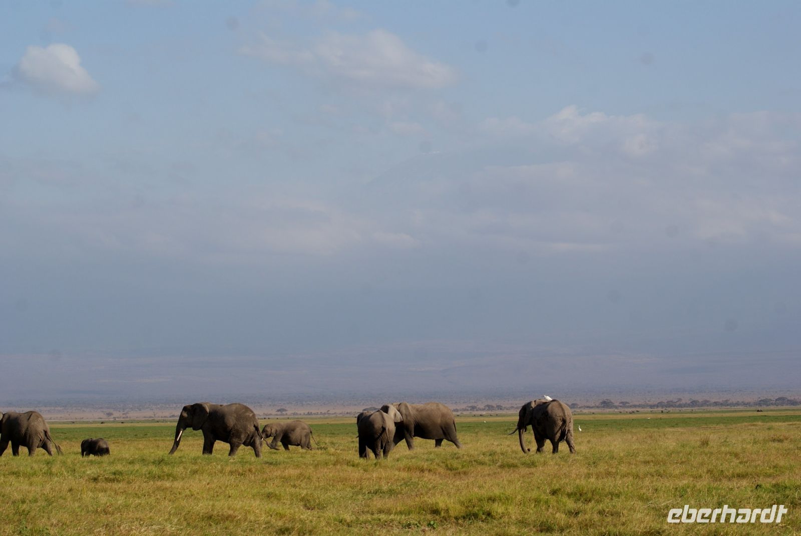 348 Elefanten vor dem Kilimandscharo