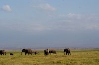 348 Elefanten vor dem Kilimandscharo