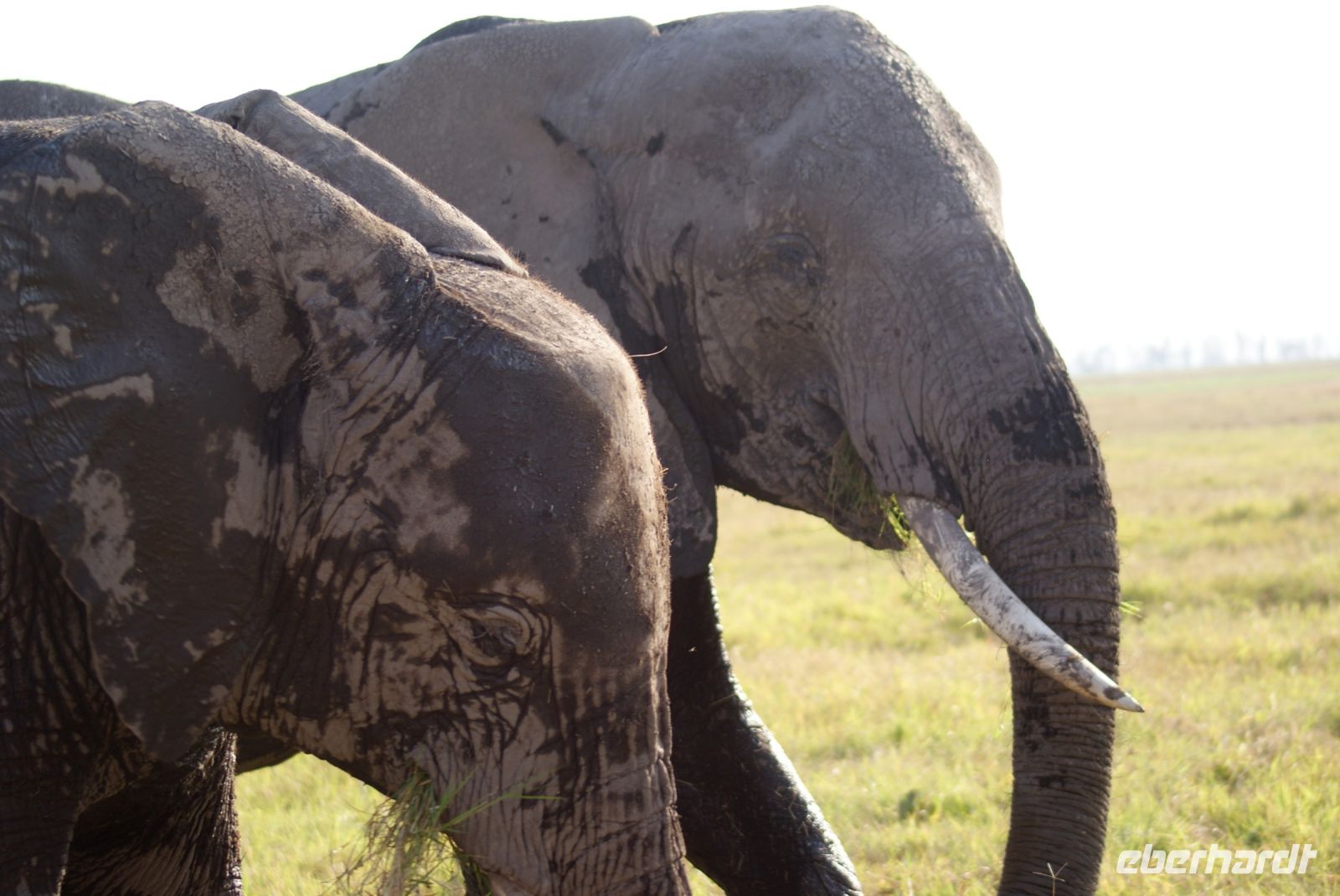 348 friedliche Riesen