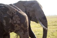 348 friedliche Riesen