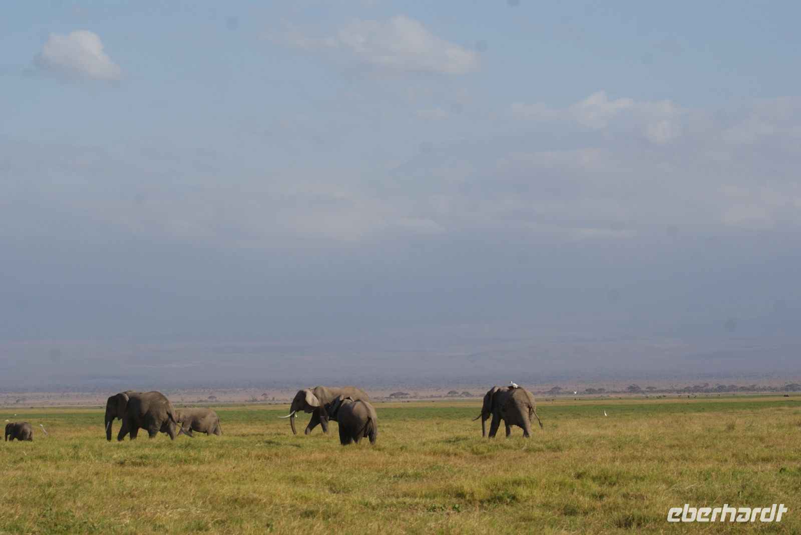 349 Elefanten vor dem Kilimandscharo
