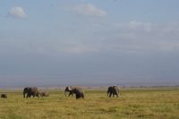 349 Elefanten vor dem Kilimandscharo