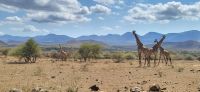 363 Richtung Tsavo West