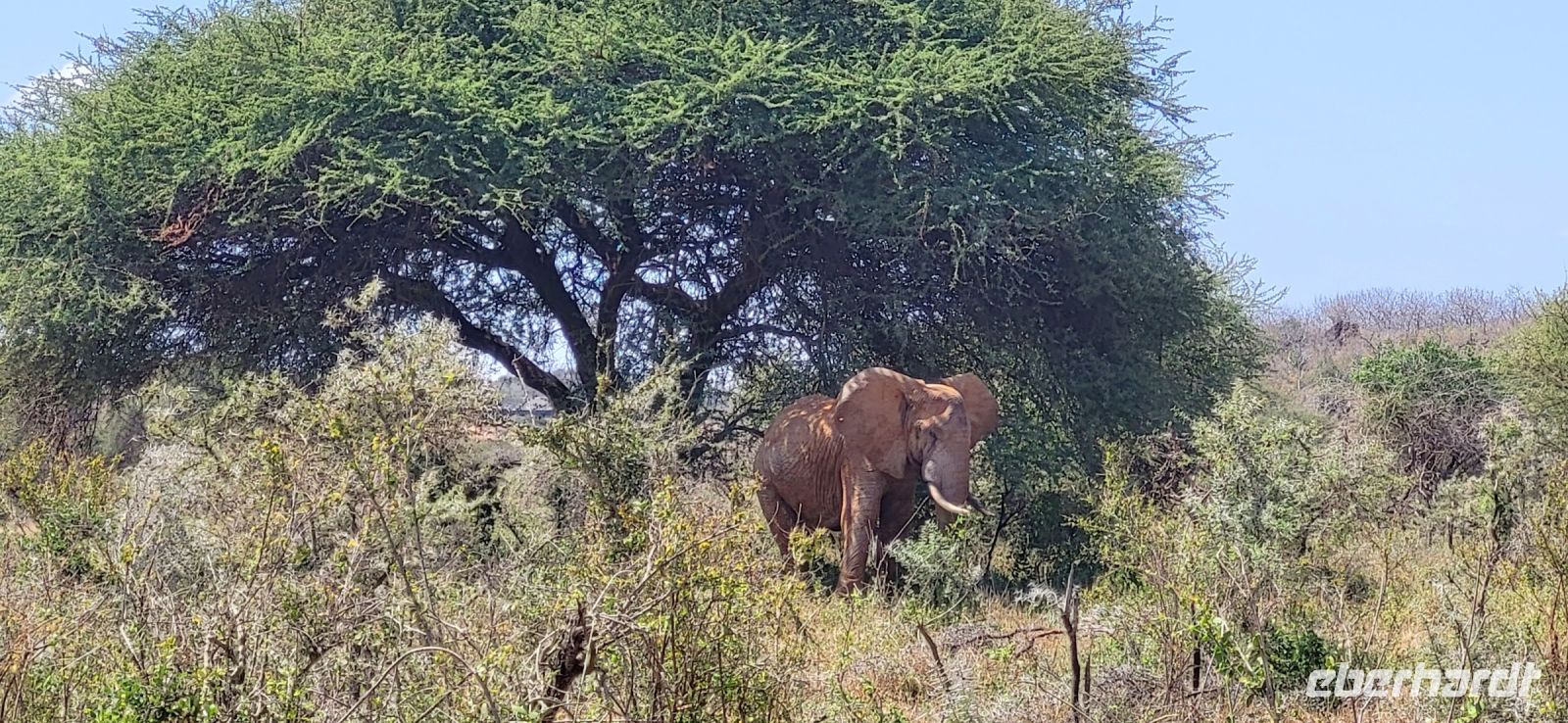 366 der erste rote Elefant