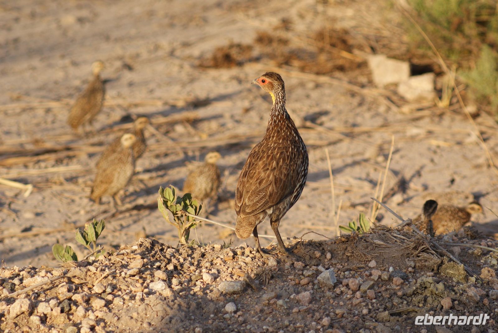 378 Frankolinfamilie