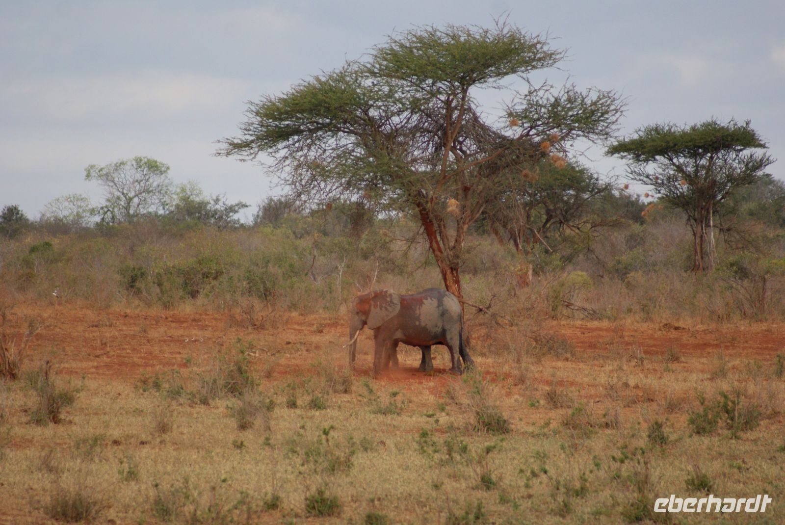 381 Elefant Tsavo West