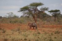 381 Elefant Tsavo West