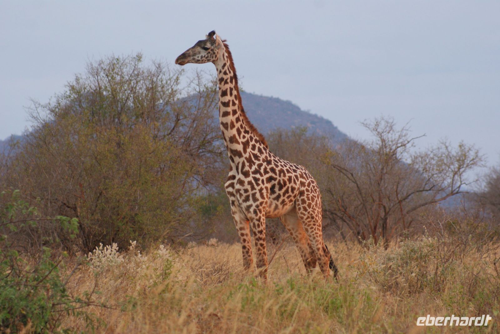 384 Giraffe Tsavo West
