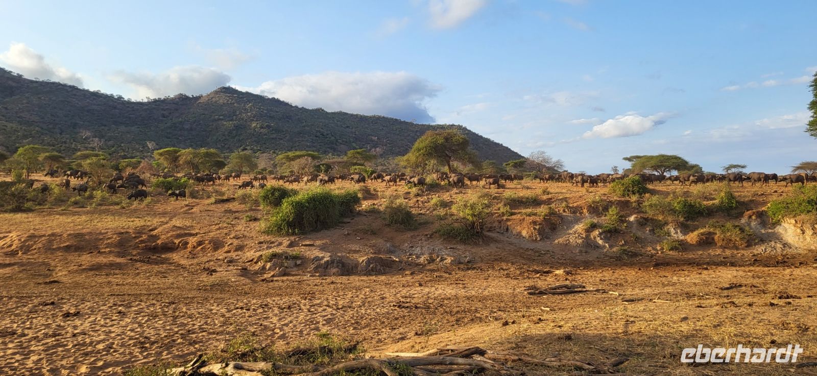 393 Büffel Tsavo West