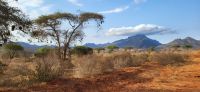 397  Landschaft Tsavo West