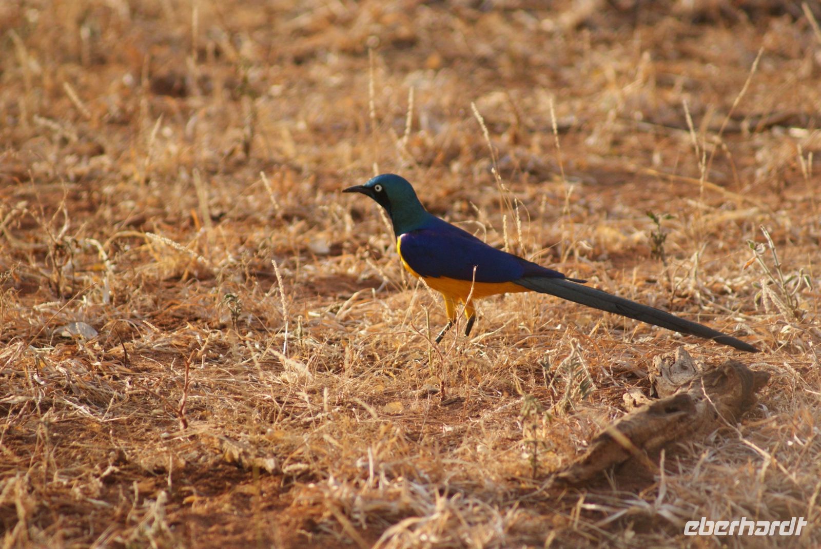 399 goldener Glanzstar