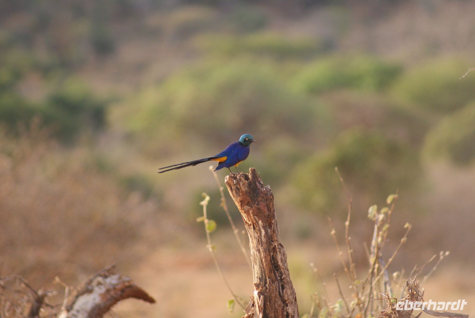 400 goldener Glanzstar