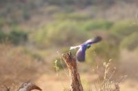 401 goldener Glanzstar