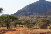 403 Landschaft Tsavo West