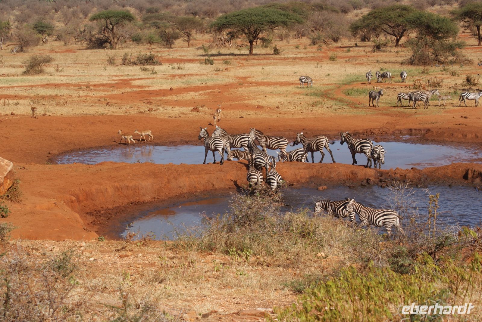 407 Wasserloch Kilanguni Lodge