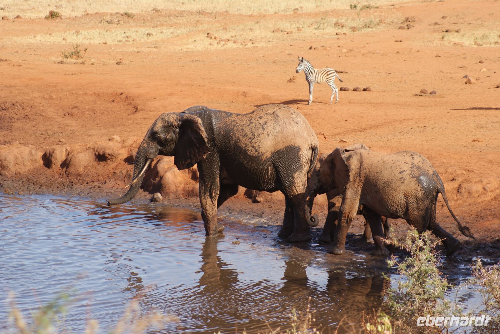 408 Wasserloch Kilanguni Lodge