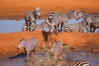 409  Wasserloch Kilanguni Lodge