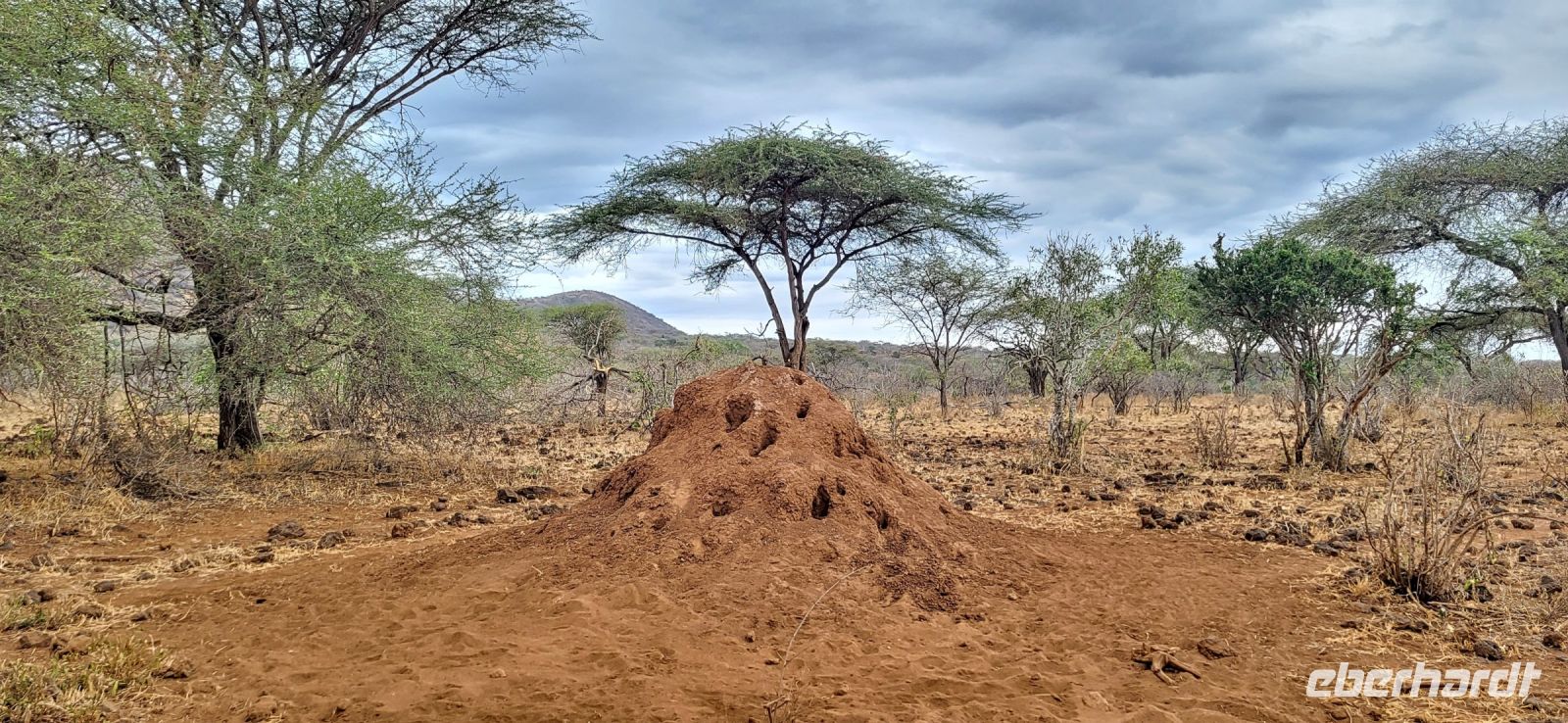 419 Termitenhügel