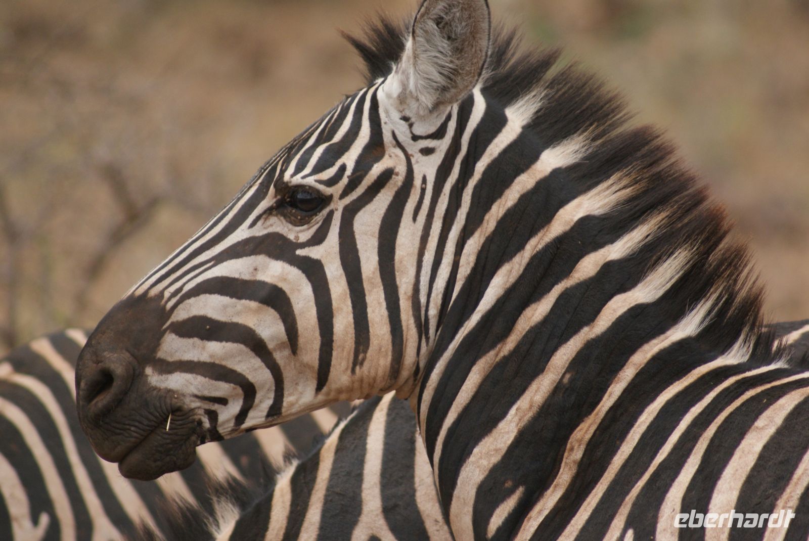 422 Profil Zebra