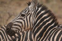 422 Profil Zebra