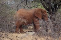 425 Roter Elefant Tsavo West