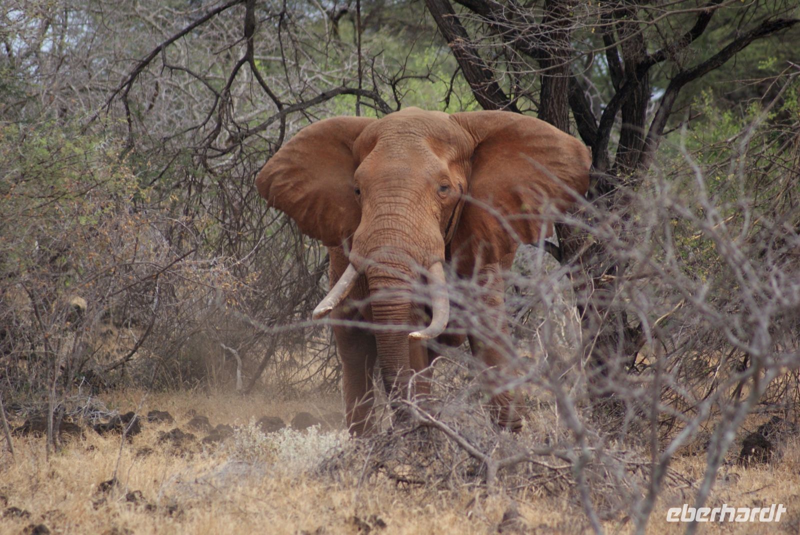 426 Roter Elefant Tsavo West