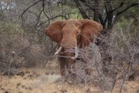 426 Roter Elefant Tsavo West