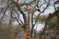 427 Masai Giraffe