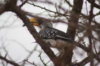 429 Gelbschnabeltoko