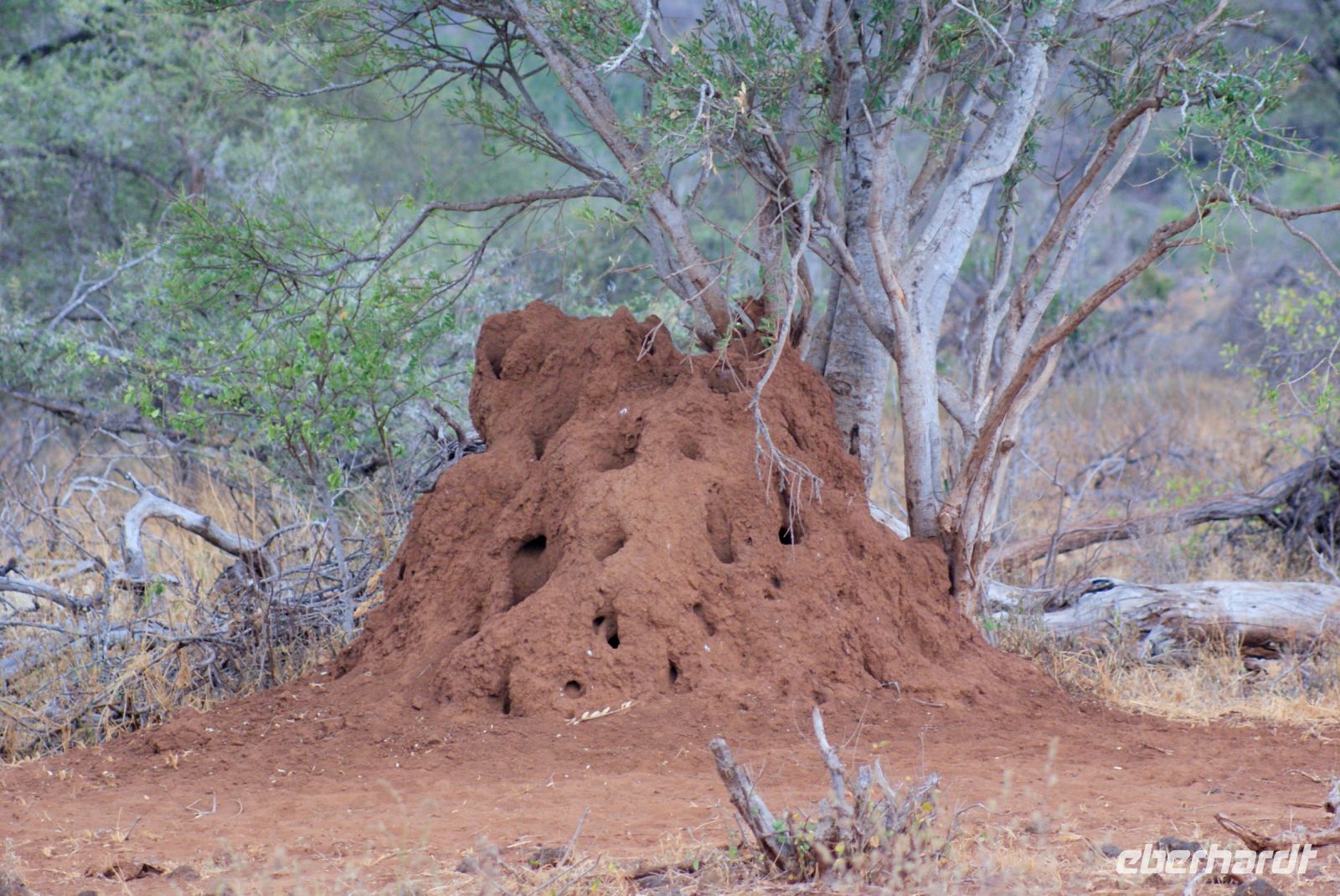 432 Termitenhügel