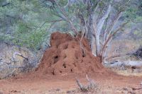 432 Termitenhügel