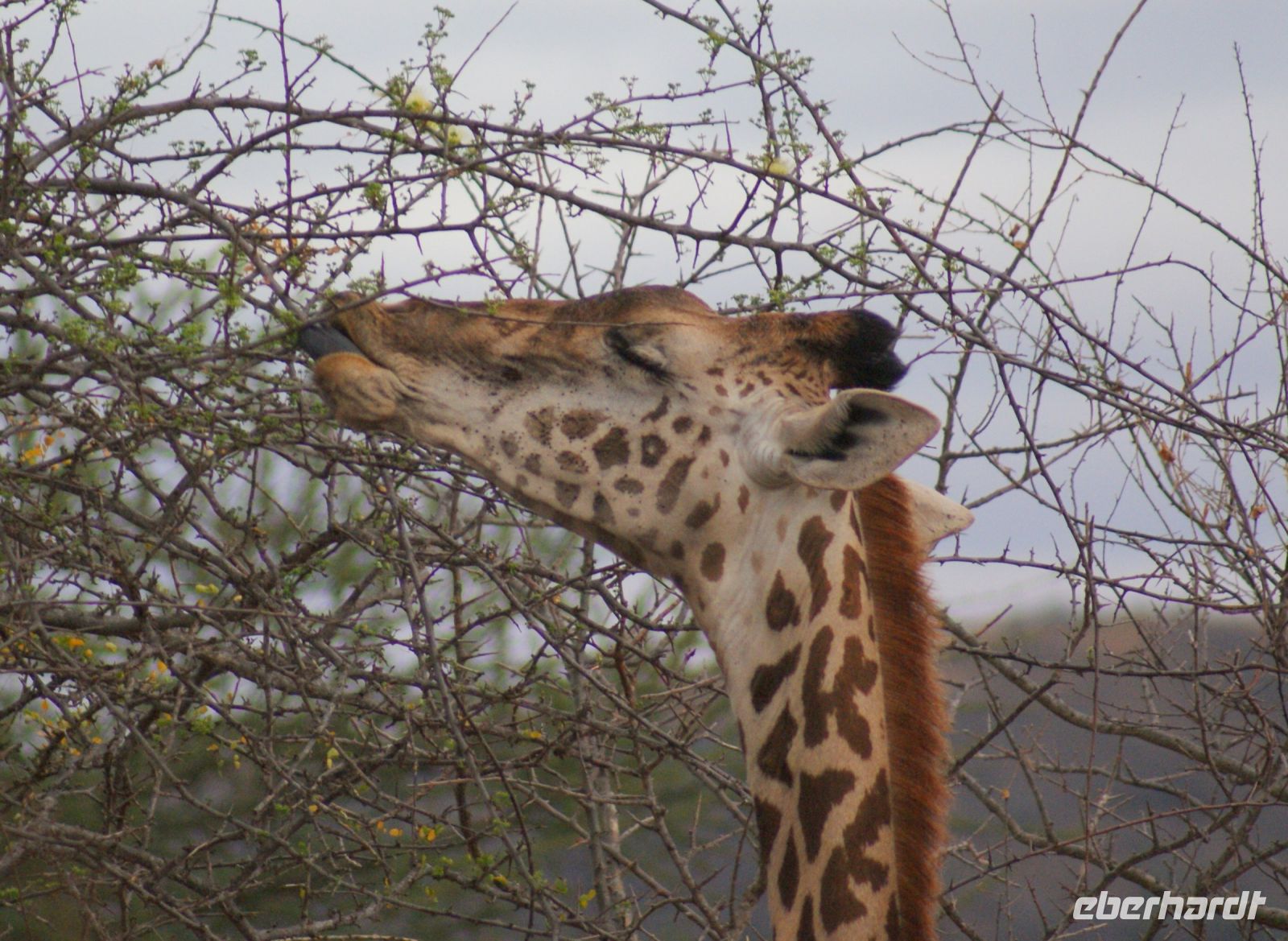 435 Augen zu und durch