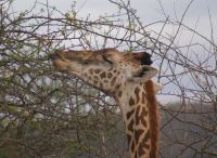 435 Augen zu und durch